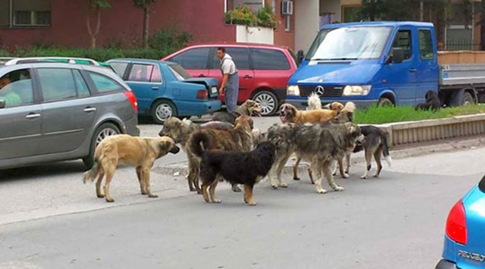 Три лица искасани од кучиња скитници во Скопје