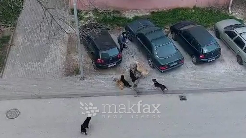 Тројца скопјани искасани од кучиња скитници
