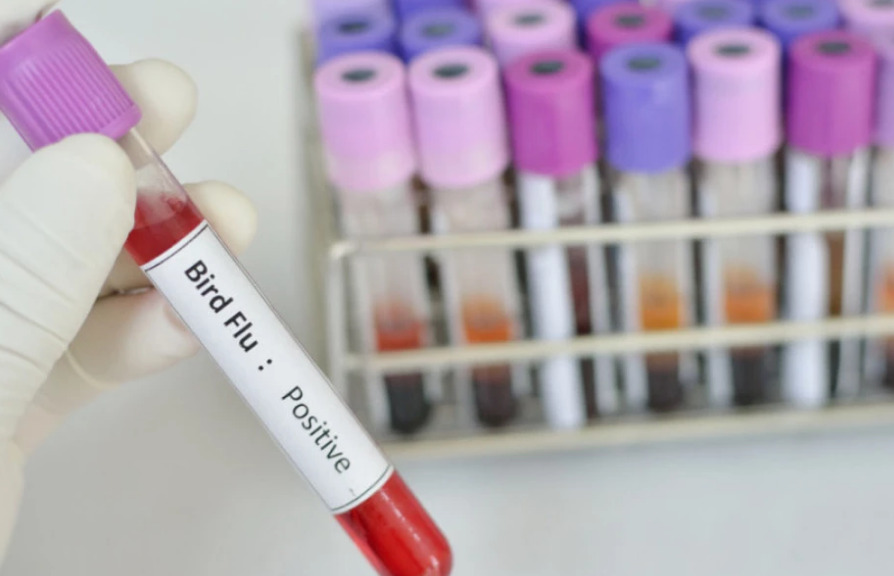 Поради присуството на птичји грип во САД, научниците се во подготвеност за да развијат вакцина