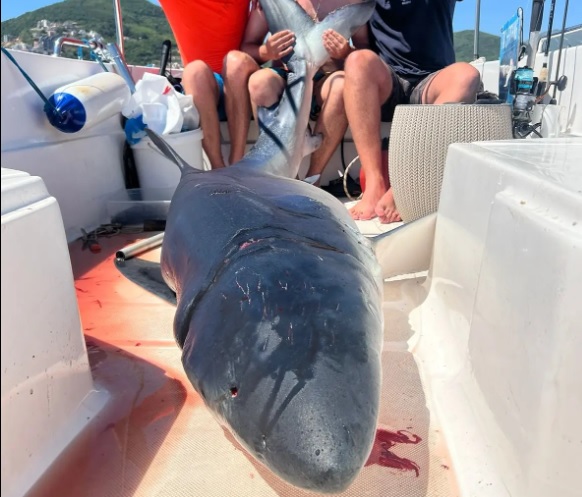 Во Будва уловена сина ајкула тешка 200 килограми