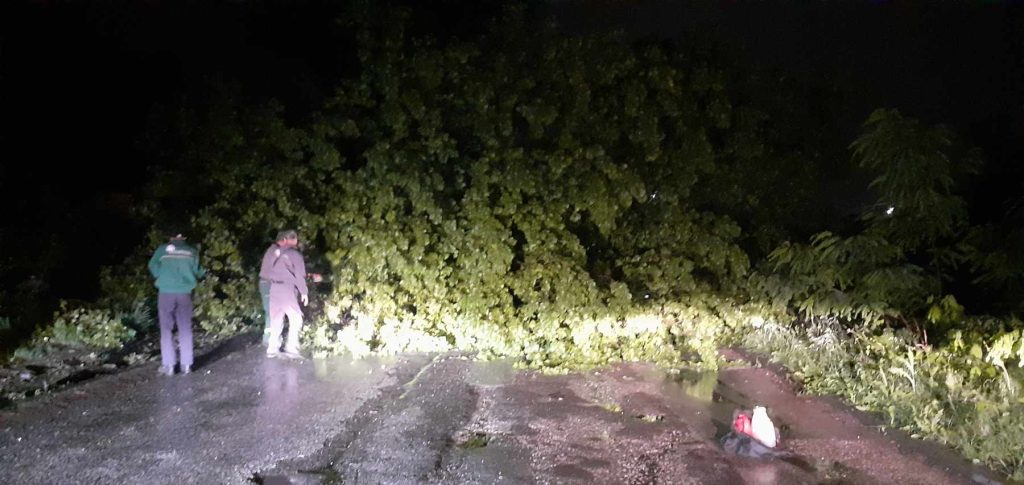 Падна дрво во населбата „Автокоманда“ во Скопје