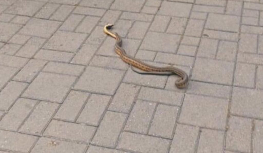 ЦУК: Внимавајте заради почеста појава на змии
