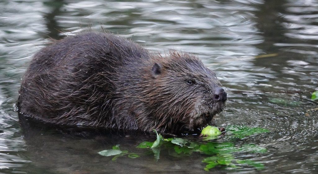 (Видео) Див дабар виден во Велика Британија за првпат по 400 години