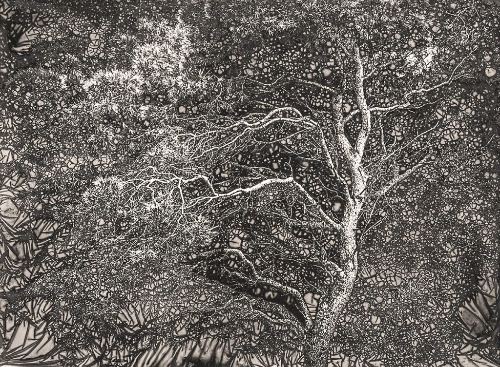 Изложба на Сашо Алушевски во Скопје: „На Мајката земја – шума“ го истражува односот меѓу фотографијата и природата