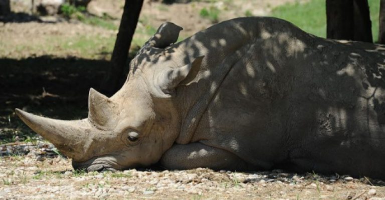 Страшен-напад-на-носорог-во-зоолошка-градина-во-Австрија-eден.jpg