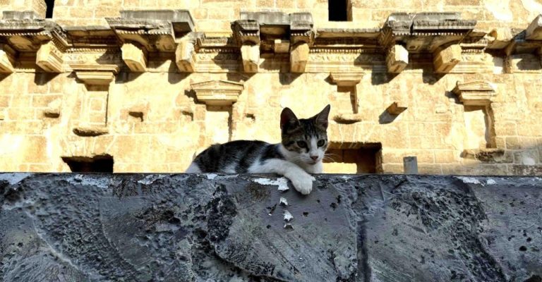 Cats of Antalya Aspendos Ancient City and Theatre 4