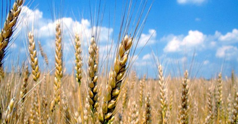 Grano.jpg