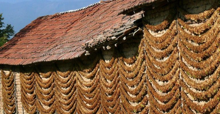 Tobacco_Drying_Kostinci-800x600.jpg