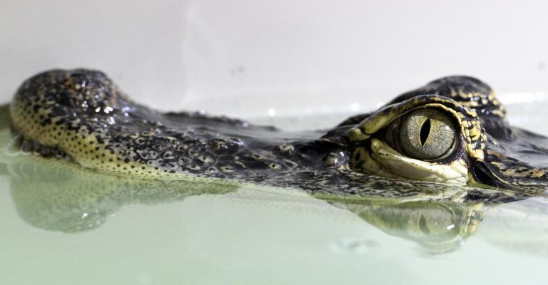 aligator-epa.jpg