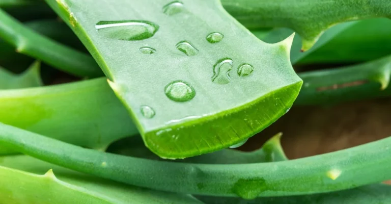 aloe-veradepositphotos_186933128_xl.webp.webp