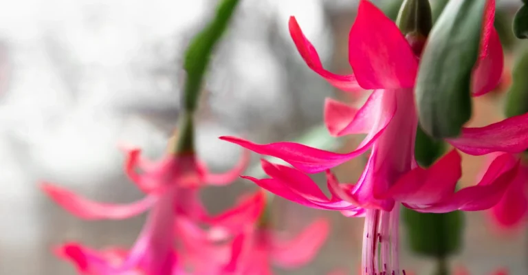 boziken-kaktus-christmas-cactus-flowers-with-green-depositphotos_251072648_xl.webp