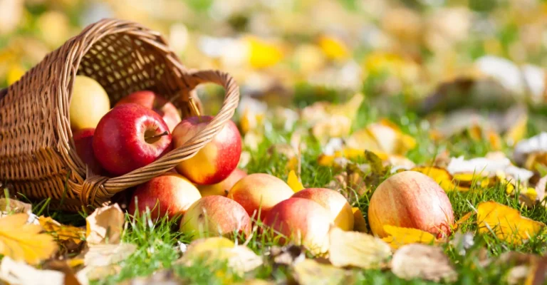 jabolka-basket-full-of-red-apples-depositphotos_10909694_xl.webp