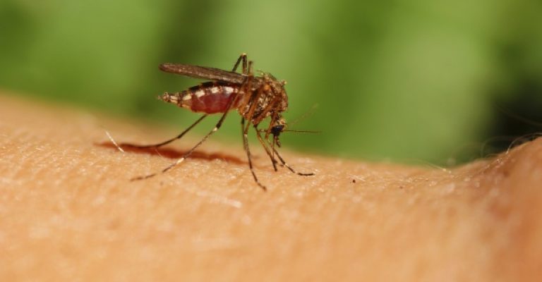 komarec1.jpg