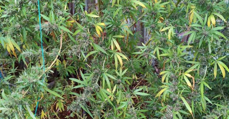 marihuana-kanabis-3.jpg
