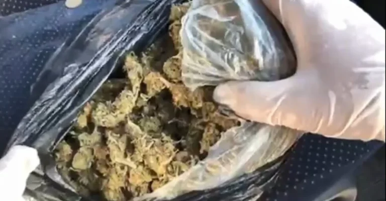marihuana-mvr-foto.webp