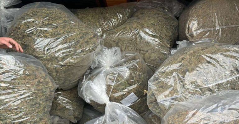 marihuana-zaplena-9.jpg