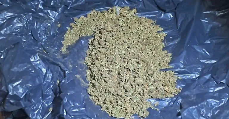 marihuana-zaplena-foto-mvr-3.webp