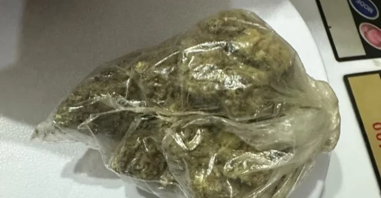 marihuana-zaplena-mvr-10juni-1.webp