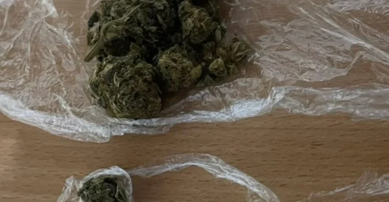 marihuana-zaplena-mvr1016.webp
