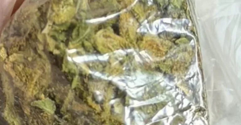 marihuana-zaplena-mvr7.webp