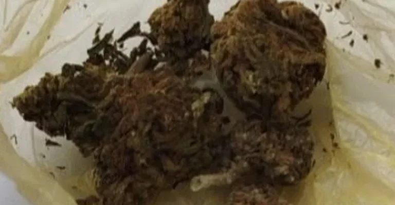marihuana1-1.webp