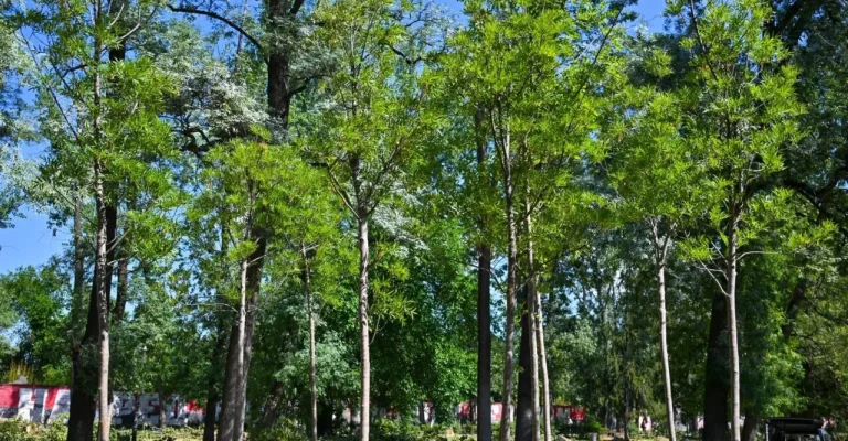 novi-drva-vo-gradskiot-park.webp