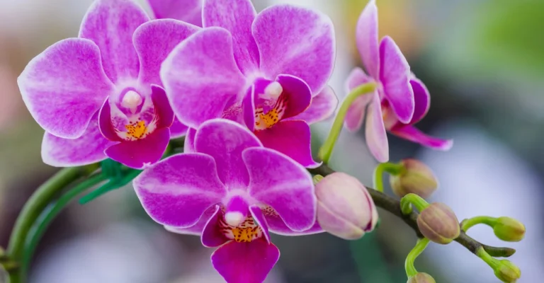 orhideja-orchid-flower-in-orchid-garden-depositphotos_275638084_xl.webp
