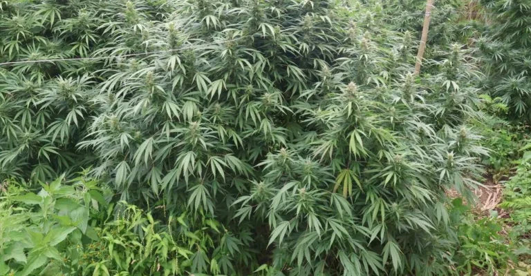 plantaza-marihuana-foto-mvr-2.webp