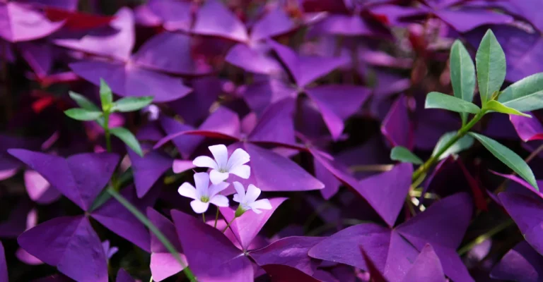 violetova-detelina-depositphotos_588250814_xl.webp