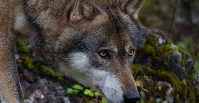 volk-Depositphotos_778946880_S.jpg
