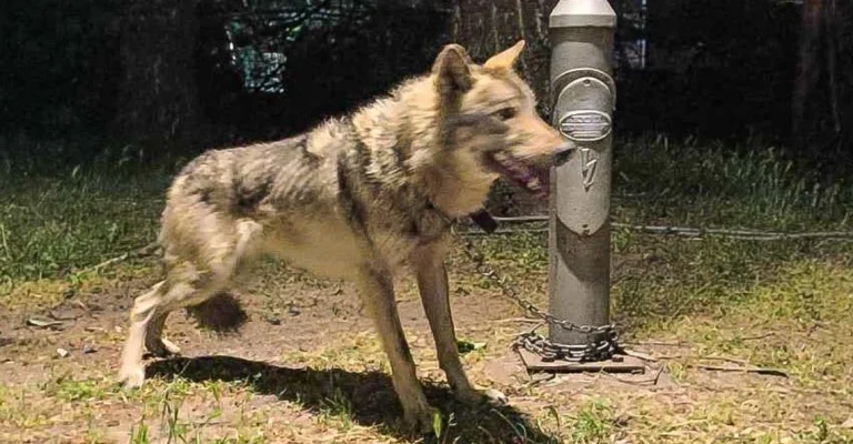 volk.webp