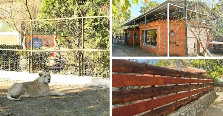 zoo-skopje-screenshot-2026-10-19-190627.webp