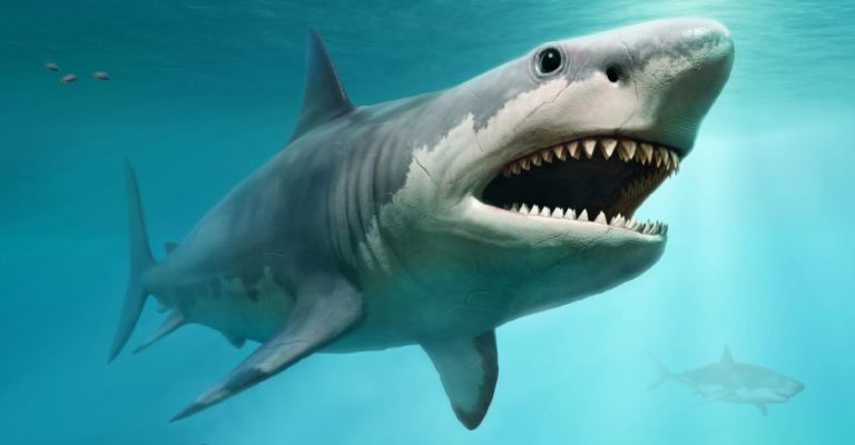 Ајкула-уби-тинејџер-телото-на-младиот-човек-е-извлечено-од.jpg