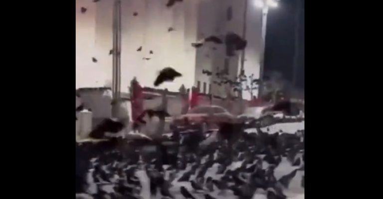 Видео-Вознемирувачки-снимки-од-Јапонија-Стотици-птици-ја-најавија-катастрофата.jpg