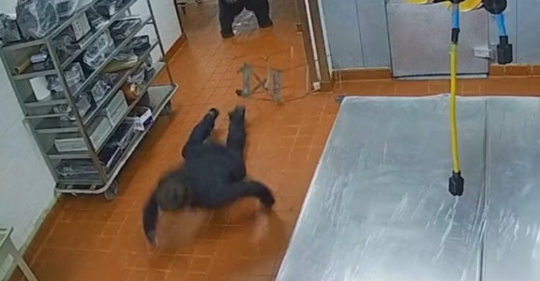 Видео-Мечка-влезе-во-кујна-на-хотел-и-го-нападна.jpg