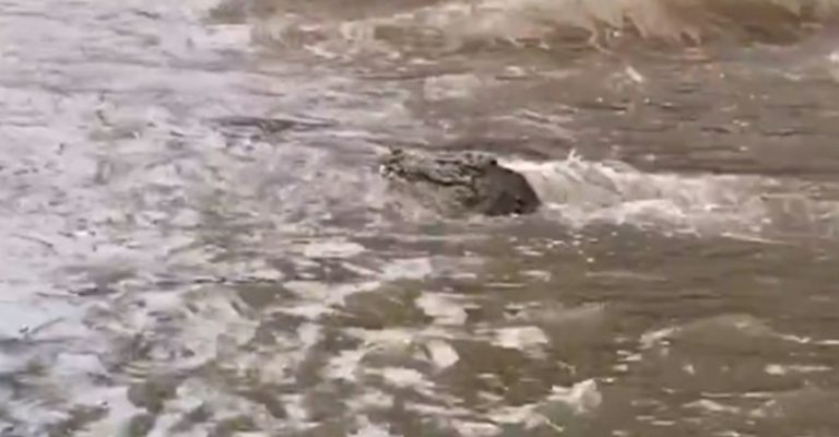 Видео-Поплави-во-Австралија-се-евакуираат-градови-крокодили-пливаат-низ.jpg