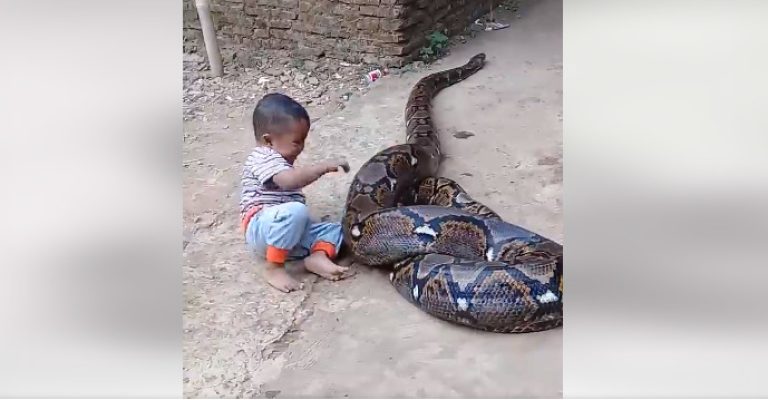 Видео-со-дете-кое-игра-со-џиновска-змија-го-остави.jpg