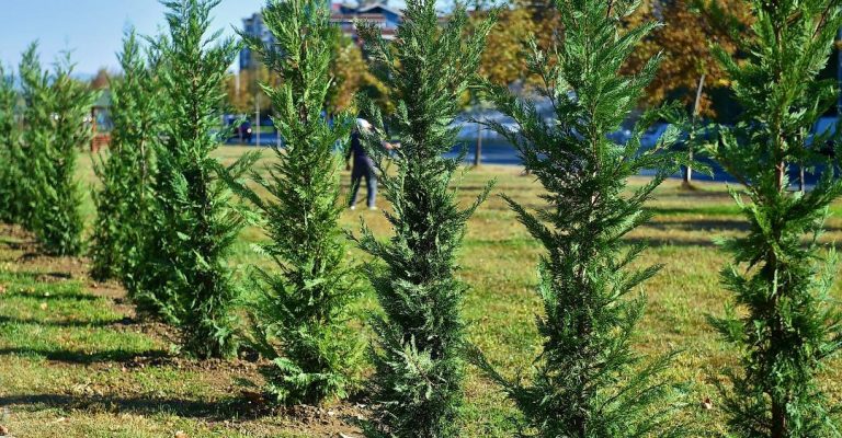 Град-Скопје-го-заврши-уредувањето-на-новата-паркова-површини-во.jpg