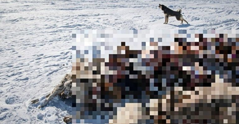 Два-милиони-животни-угинаа-во-Монголија-поради-екстремната-зима.jpg