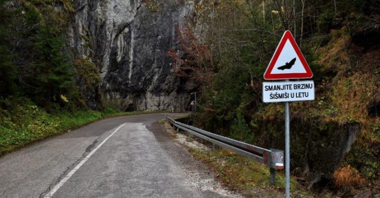 Загина-патник-во-Србија-што-ја-подал-главата-низ-прозорецот.jpg