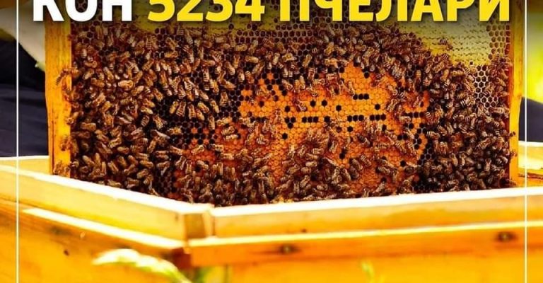 Исплатени-5234-пчелари-со-вкупна-финансиска-поддршка-од-1573-милиони.jpg
