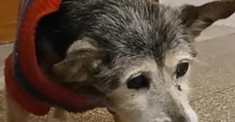 Најстарото-куче-во-светот-–-Лили-на-Нова-година-наполни.jpg