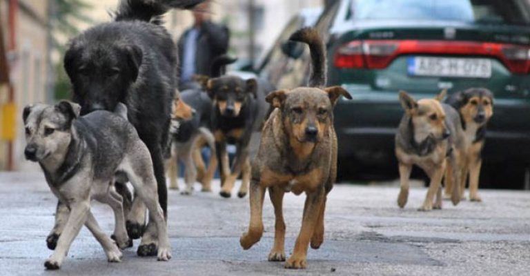 Тројца-скопјани-нападнати-од-кучиња-скитници.jpg